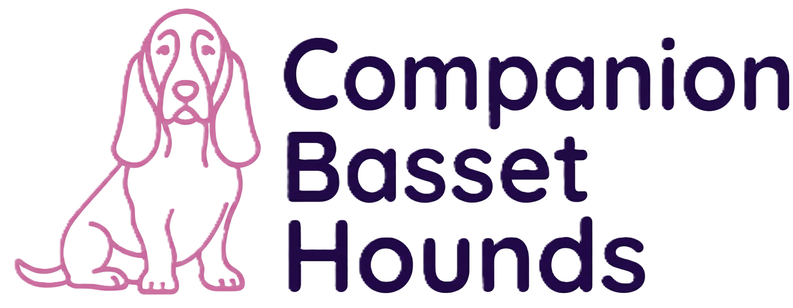 Companion Basset Hound