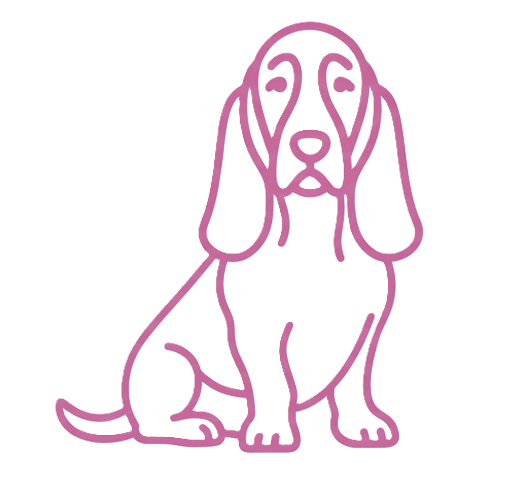 Companion Basset Hound