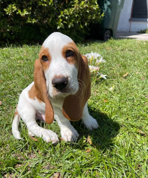 augustthebasset-20251125-0025