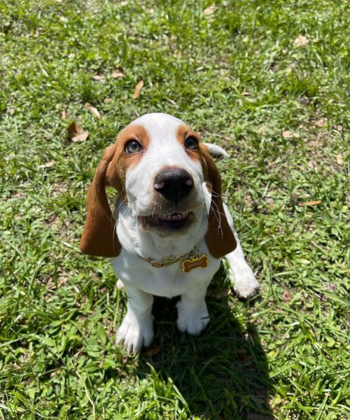 augustthebasset-20251125-0026