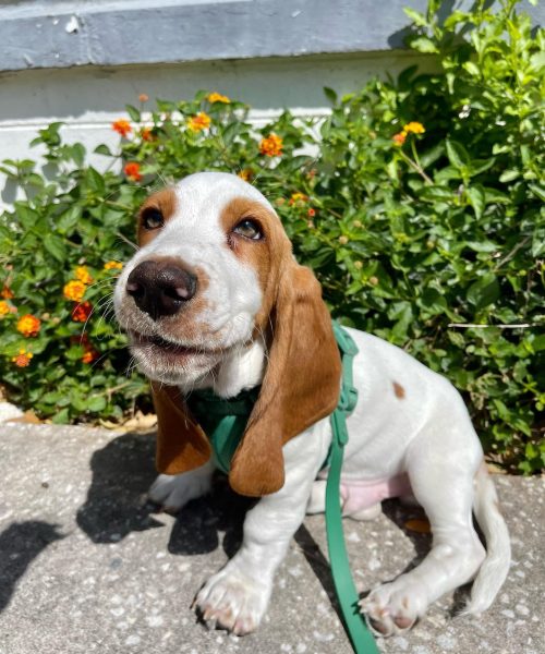 augustthebasset-20251125-0032