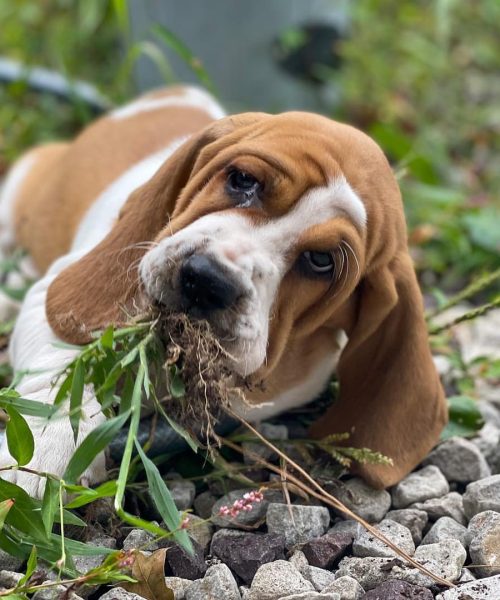 banjo_thefarmingbasset-20251125-0007
