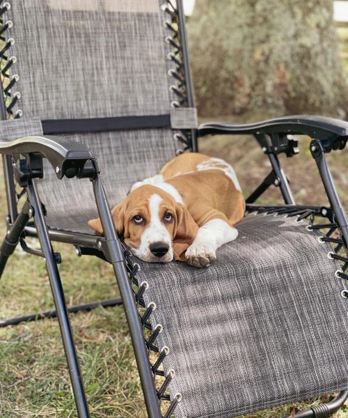 banjo_thefarmingbasset-20251125-0029