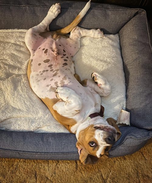 banjo_thefarmingbasset-20251125-0030