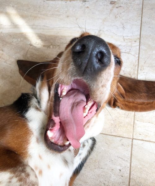 basset.siuzi-20251124-0008