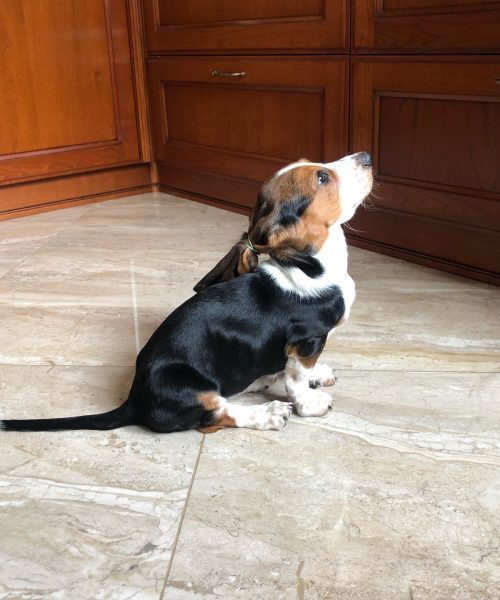 basset.siuzi-20251124-0010