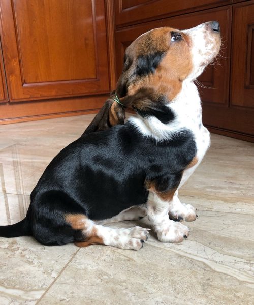 basset.siuzi-20251124-0011