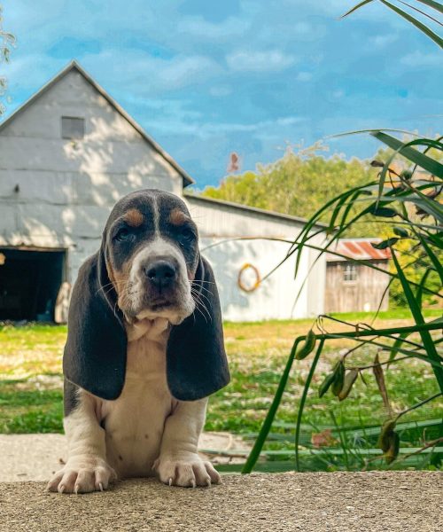 beauandbellethebassets-20251125-0003