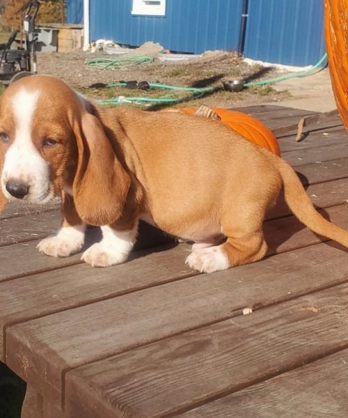 bronsonthebassethound-20251125-0003