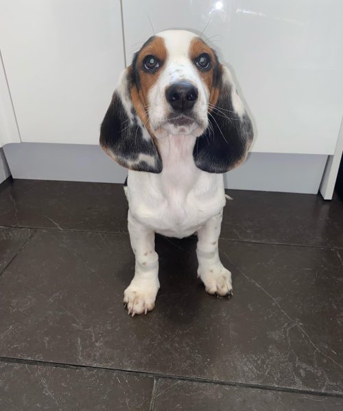 bruno_the_basset_-20251125-0019