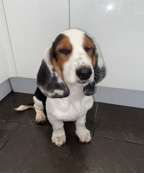 bruno_the_basset_-20251125-0022