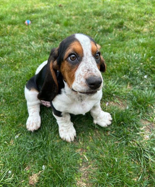 daisy_and_rosie_the_bassets-20251125-0012