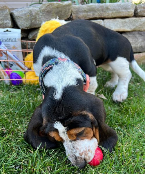 daisy_and_rosie_the_bassets-20251125-0018