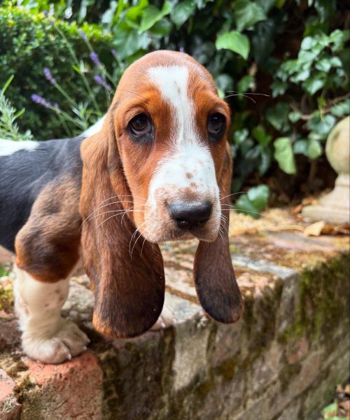 daphthebasset-20251125-0005