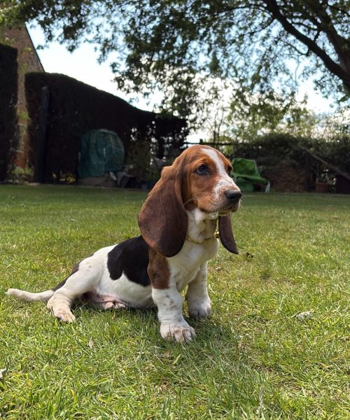 daphthebasset-20251125-0011