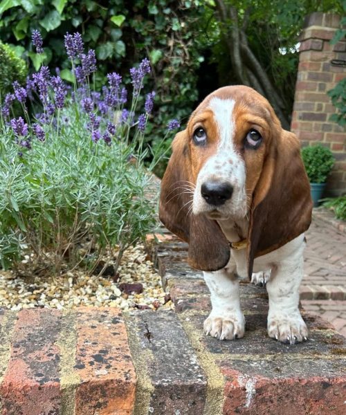 daphthebasset-20251125-0013