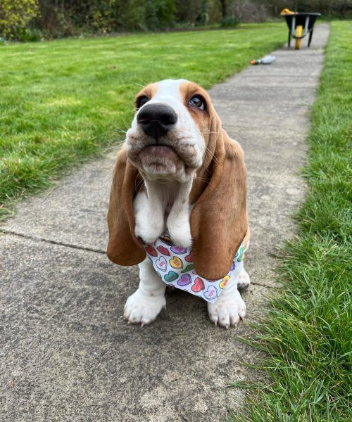 humphrey_lucy_hounds-20251125-0014