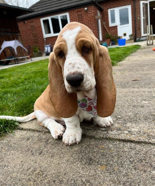 humphrey_lucy_hounds-20251125-0015