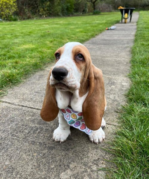 humphrey_lucy_hounds-20251125-0016