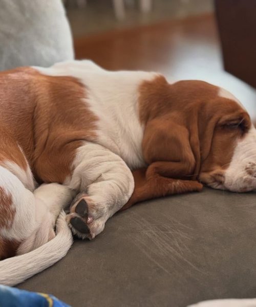 pumpkin_the_bassethound-20251125-0027