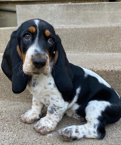 ruthiebassetgirl-20251124-0008