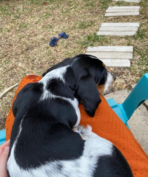 ruthiebassetgirl-20251124-0010