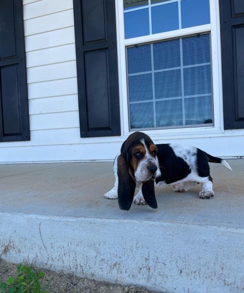 sir_gunther_basset-20251124-0001