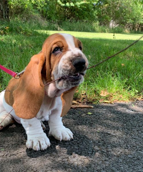 winnie.basset-20251125-0004