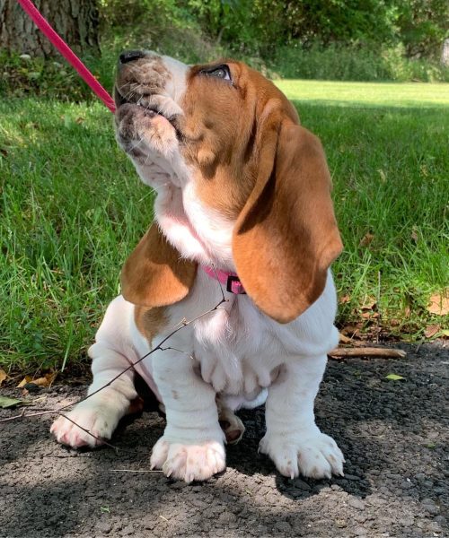 winnie.basset-20251125-0005